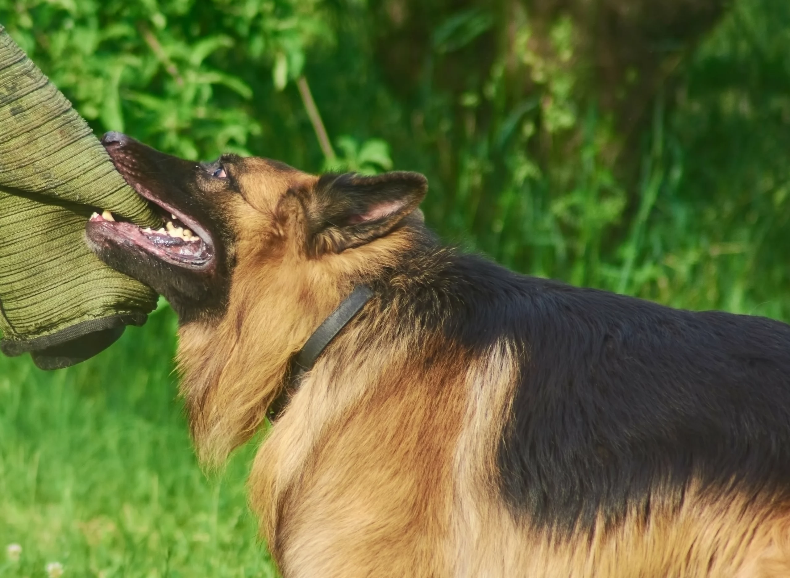 Arizona Dog Bite Injuries